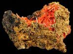 Bright Orange Crocoite Crystals - Tasmania #64362-4